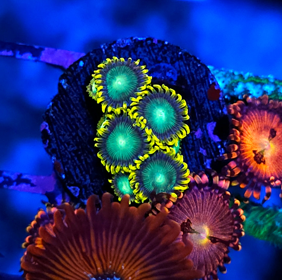 WWC Radioactive Dragon Eye Zoas