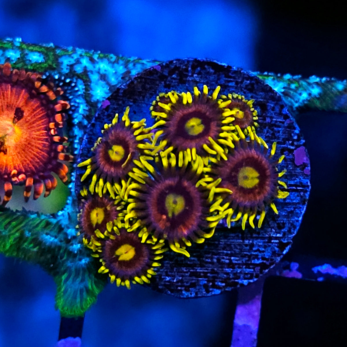 Mister Twister Zoas