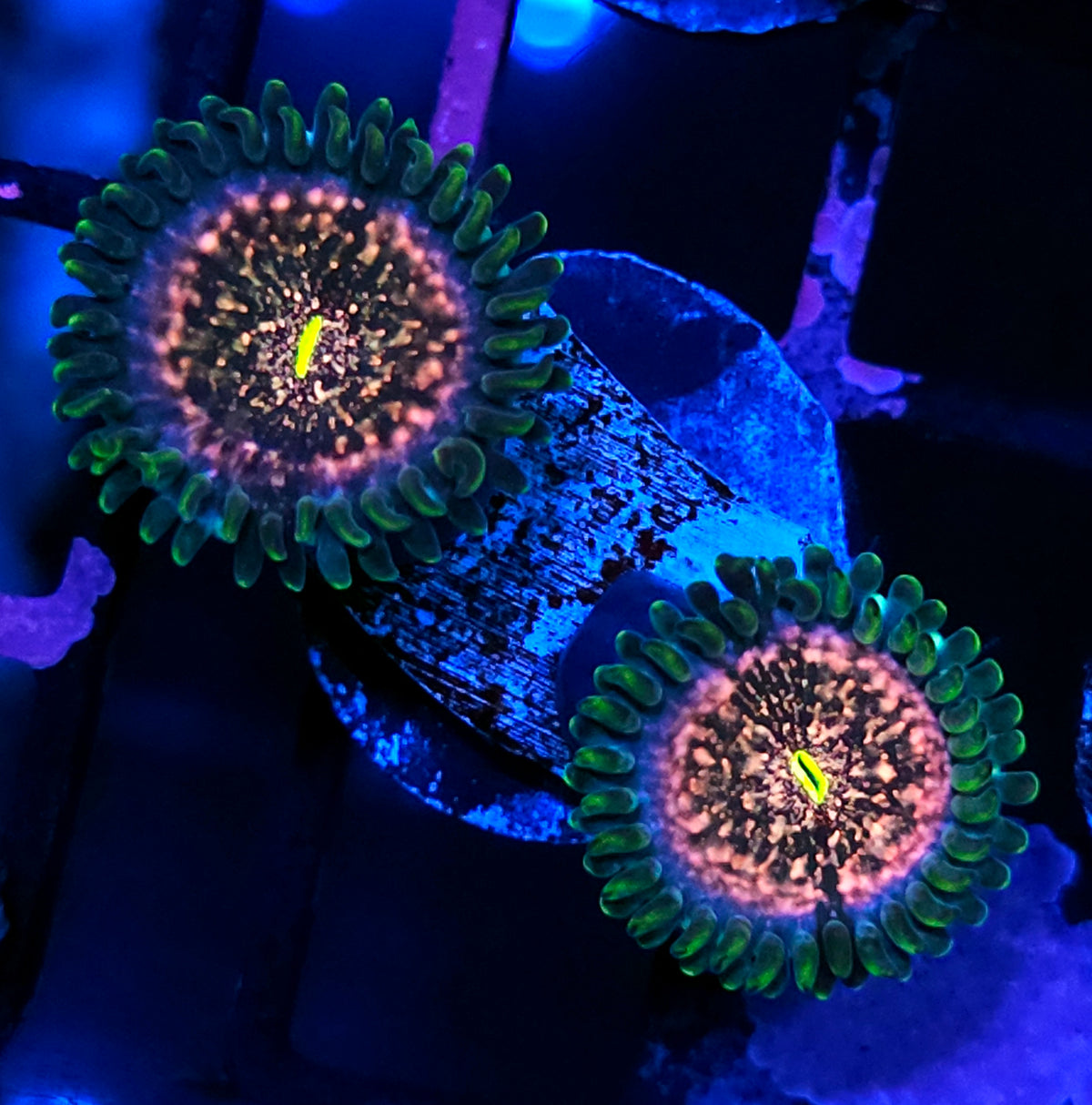 Pixie Kisses PE Zoas