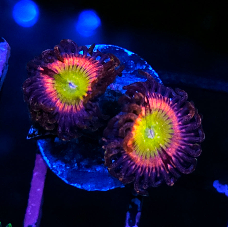 HF Dirty Girl Zoas