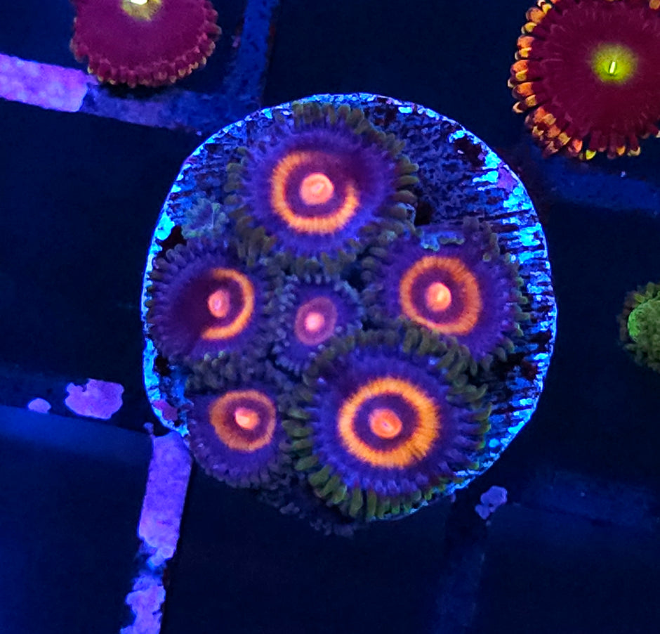 TG Plasma Cutter Zoas