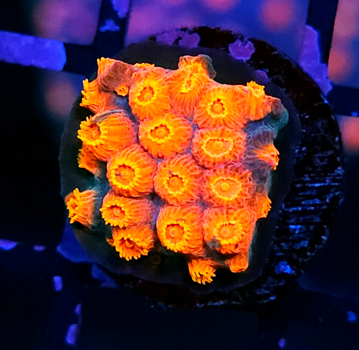 HF Hot Poppers Cyphastrea