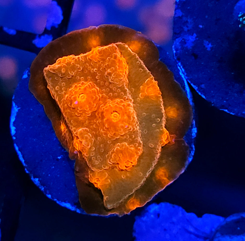 JF Flicka Flames Cyphastrea