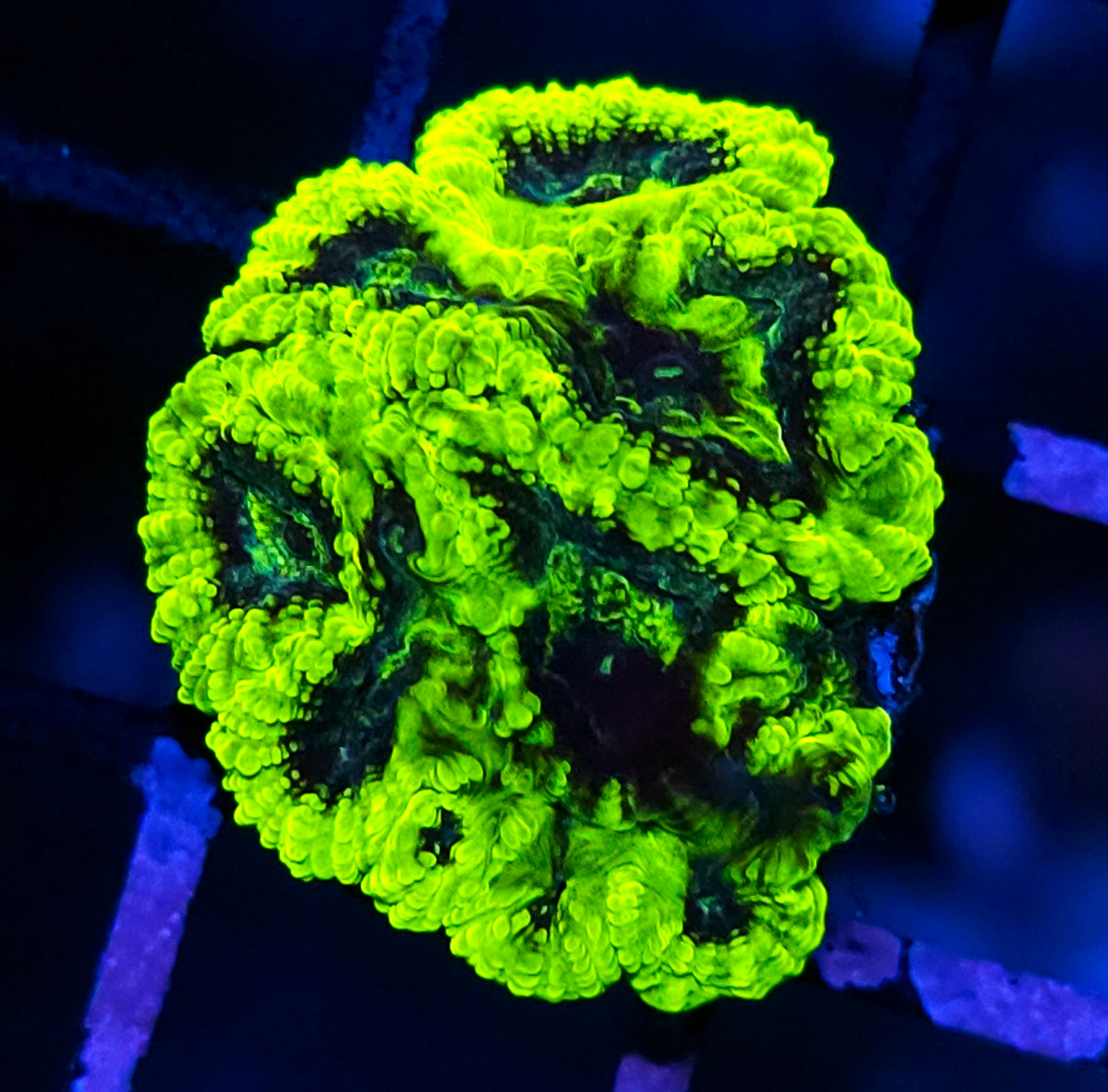 HF Ghostbusters Favia