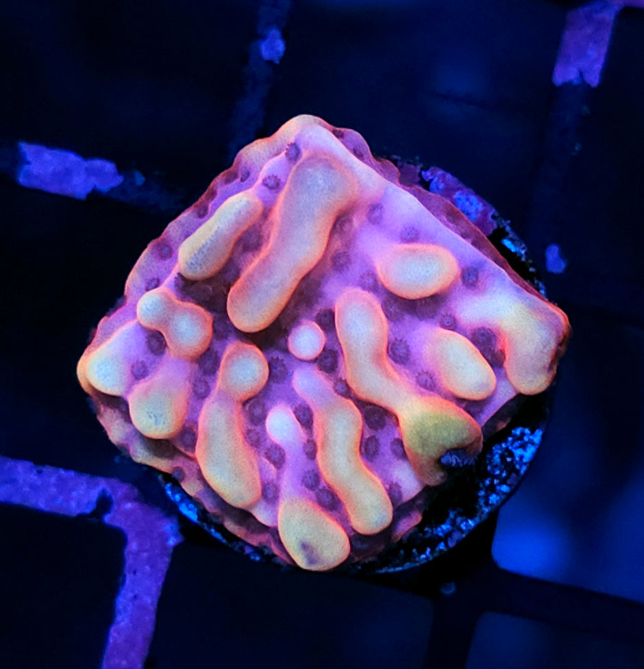HF Cloud 9 Montipora