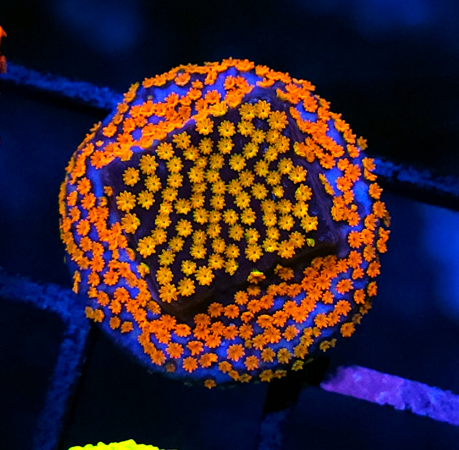 Flame Rainbow Montipora