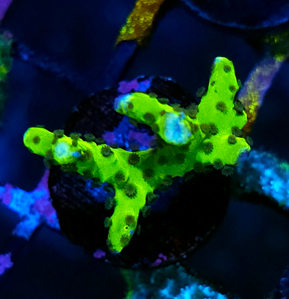 Sewer Rat Anacropora