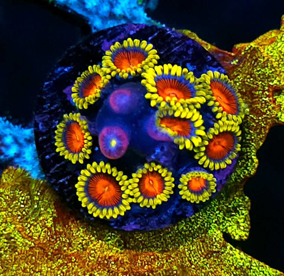 HF Vlad the Impaler Zoas