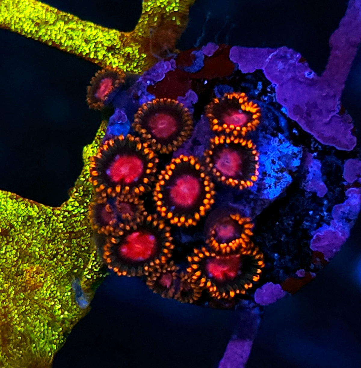 HF Pink Butterfly Zoas