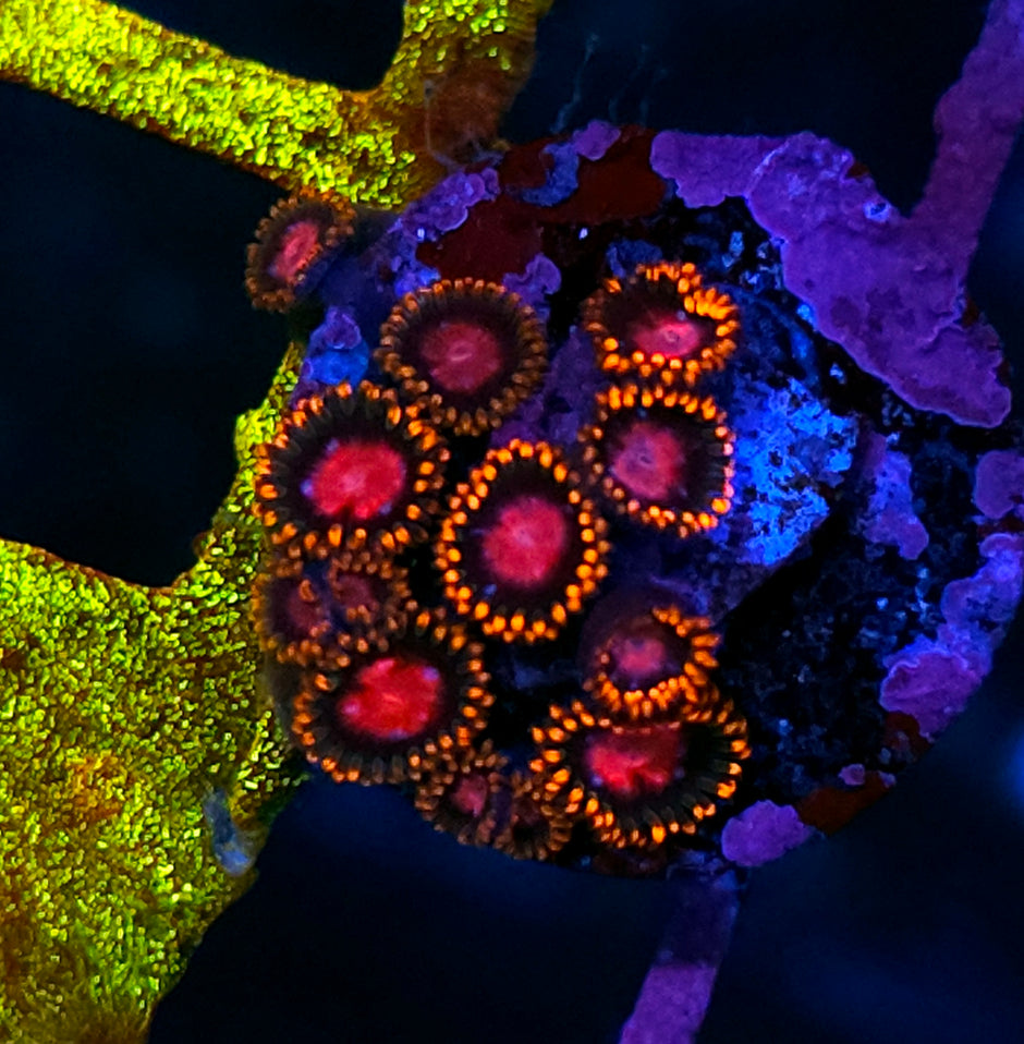 HF Pink Butterfly Zoas