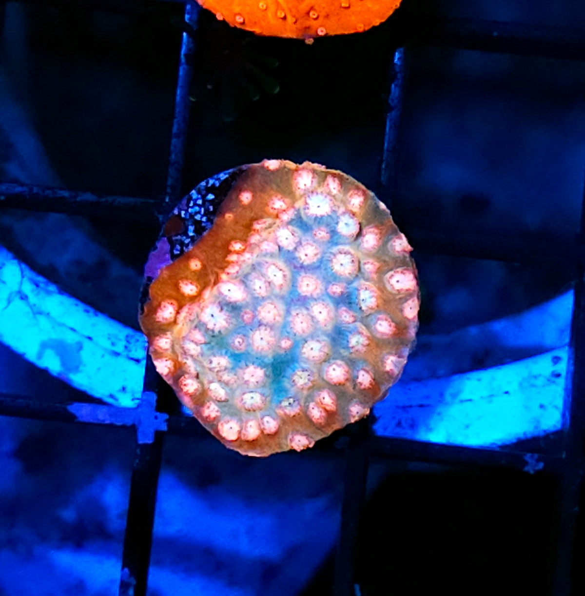 Lovespell Cyphastrea