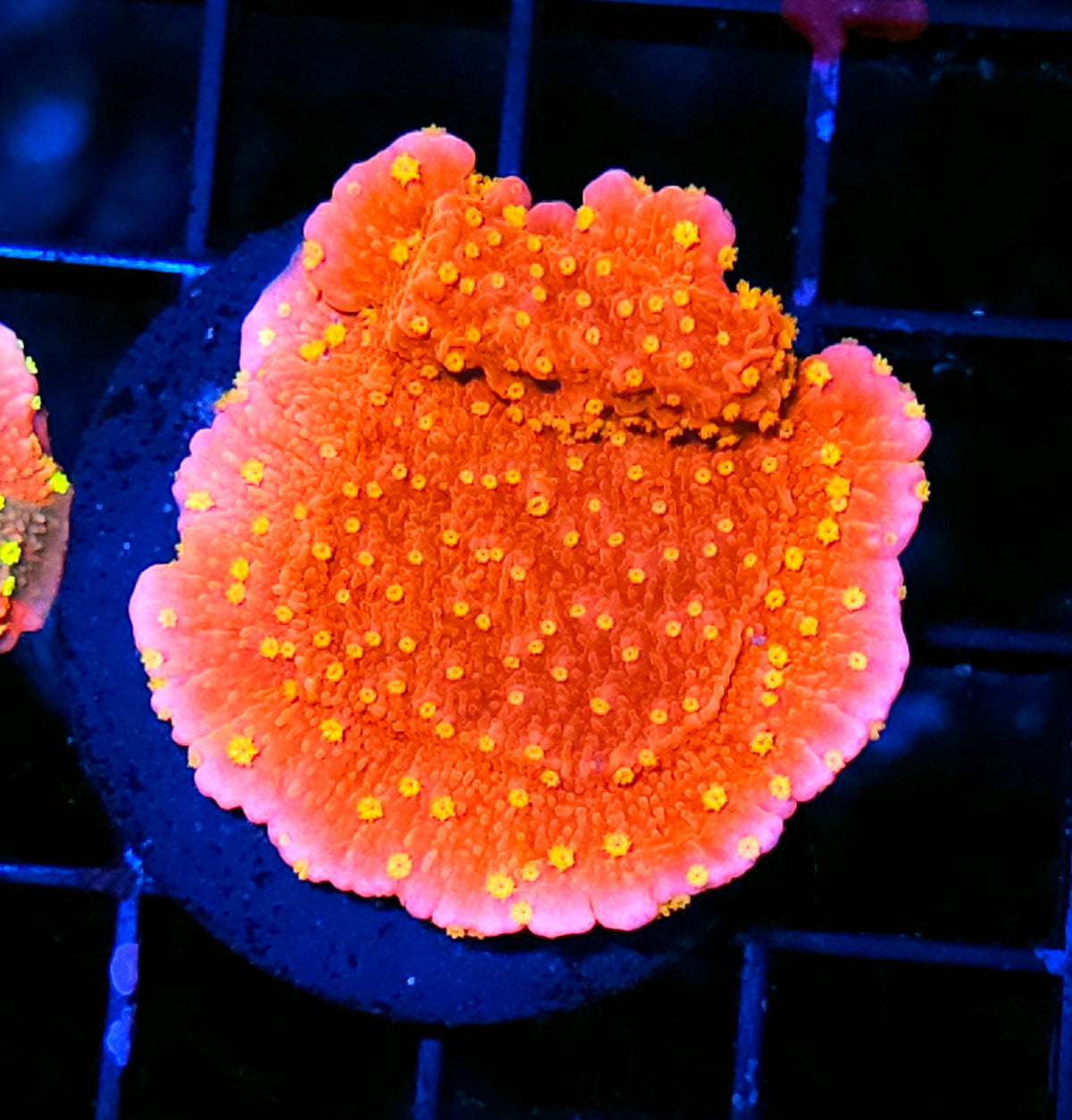 Sunburst Montipora