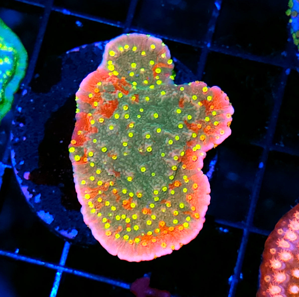 Insaneo Grafted Montipora