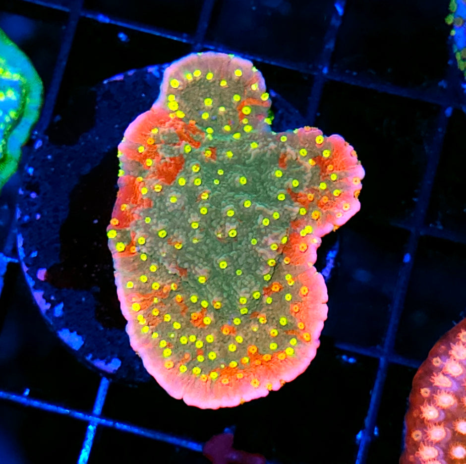 Insaneo Grafted Montipora