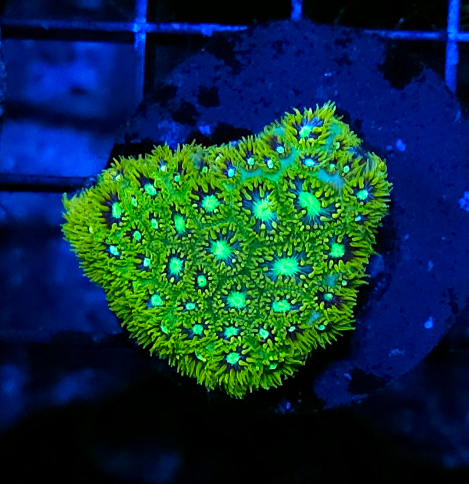 Laser Beams Leptastrea
