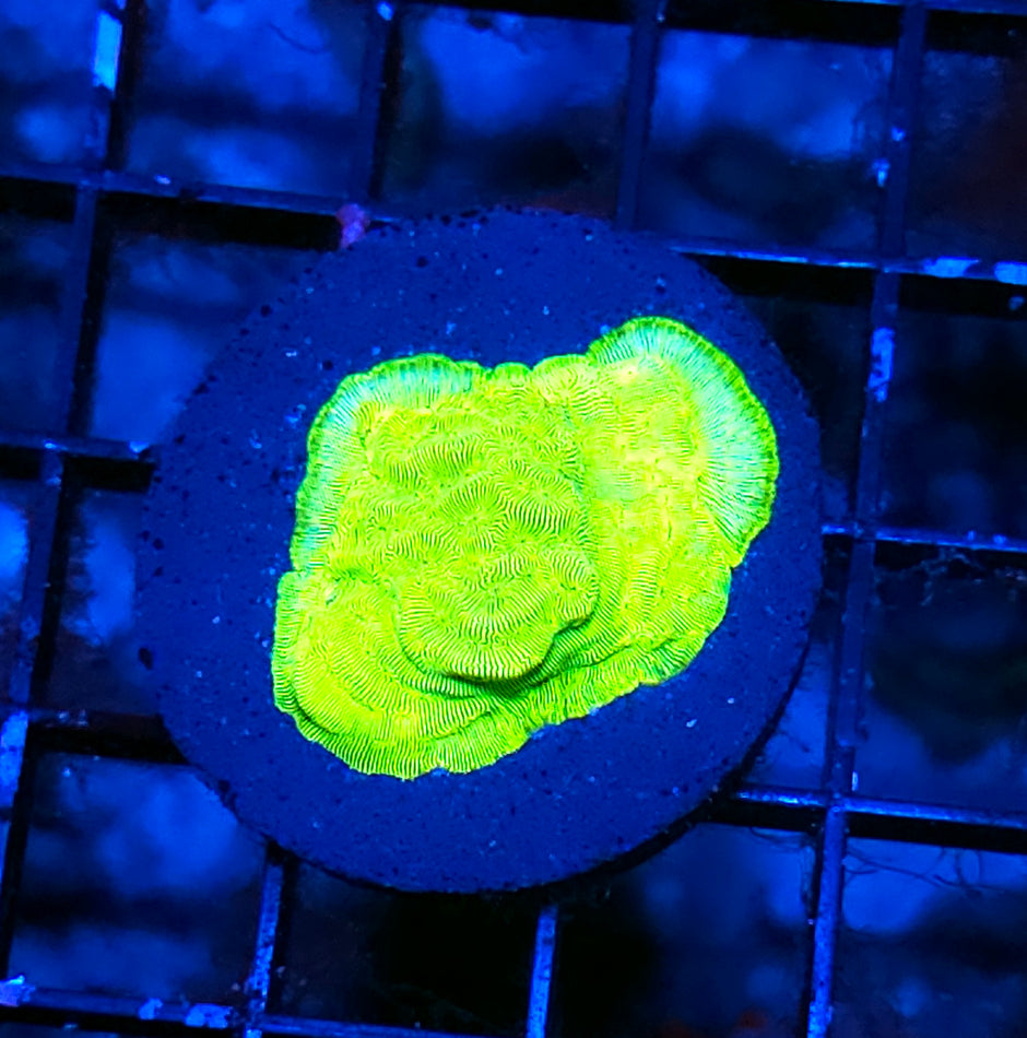 Kiwi Fusion Leptosersis