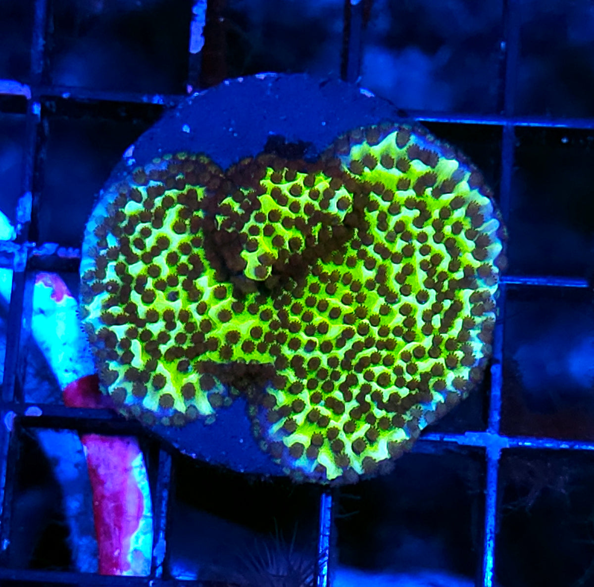Yoda Montipora