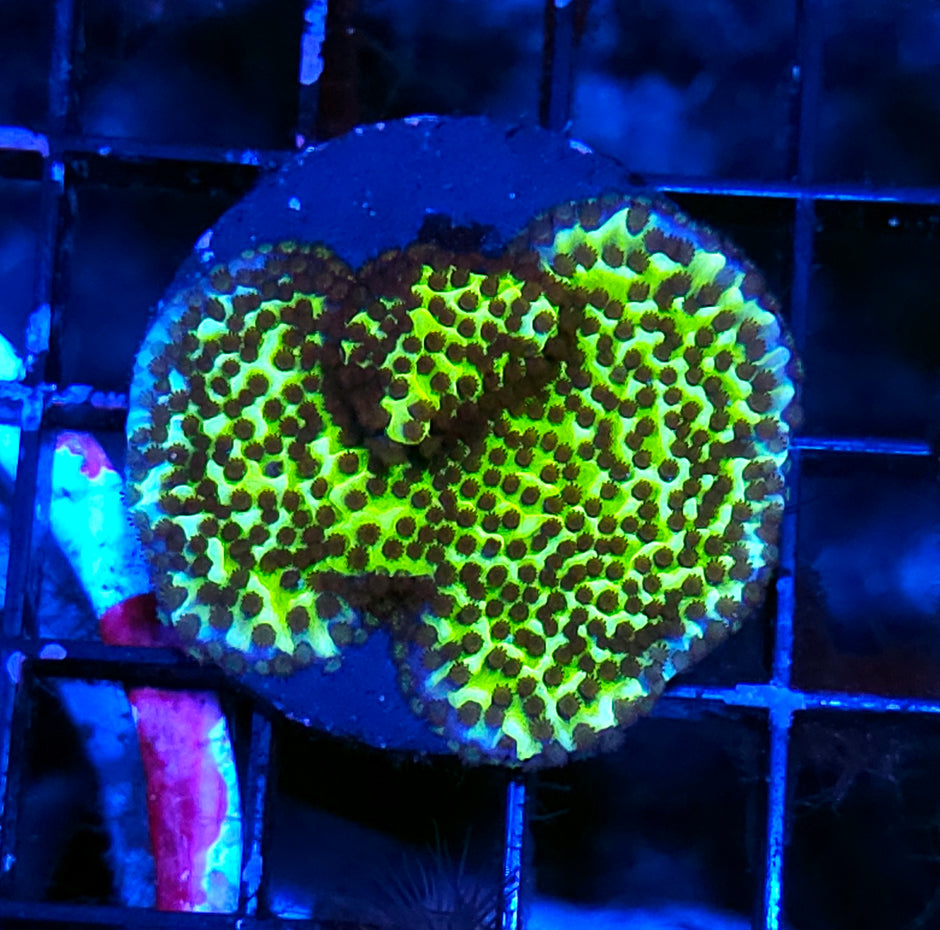 Yoda Montipora