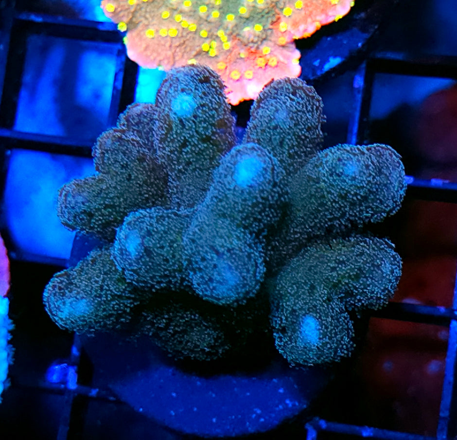 Funkadelic Stylophora