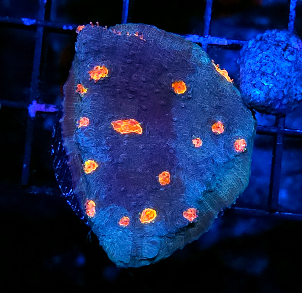 HF Dipping Dots Chalice