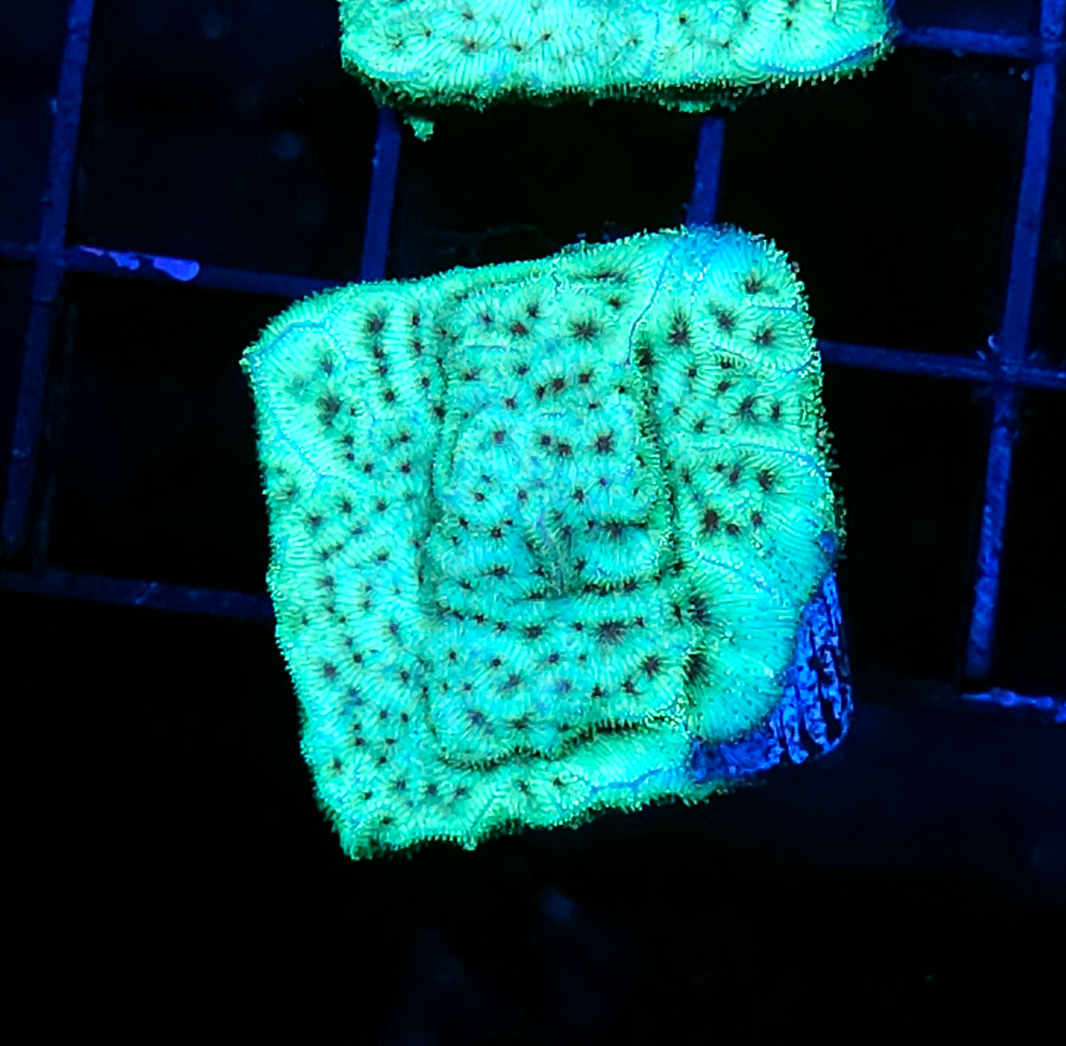 Choco Mint Leptosersis