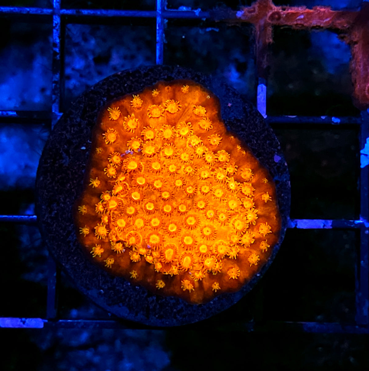 Scorched Earth Cyphastrea