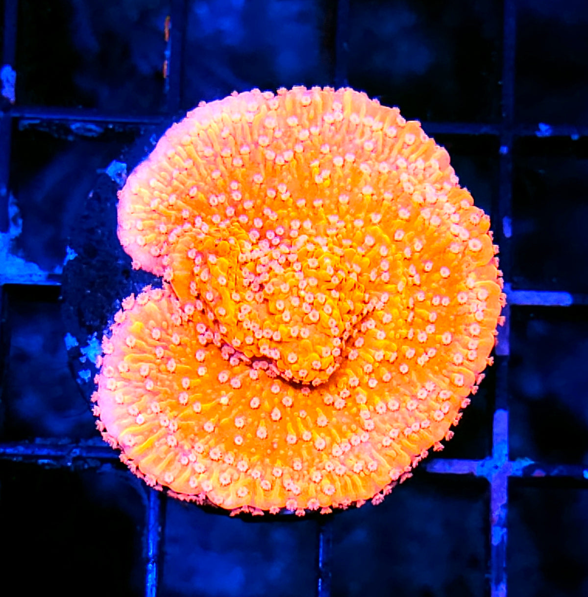 Sunburst Montipora