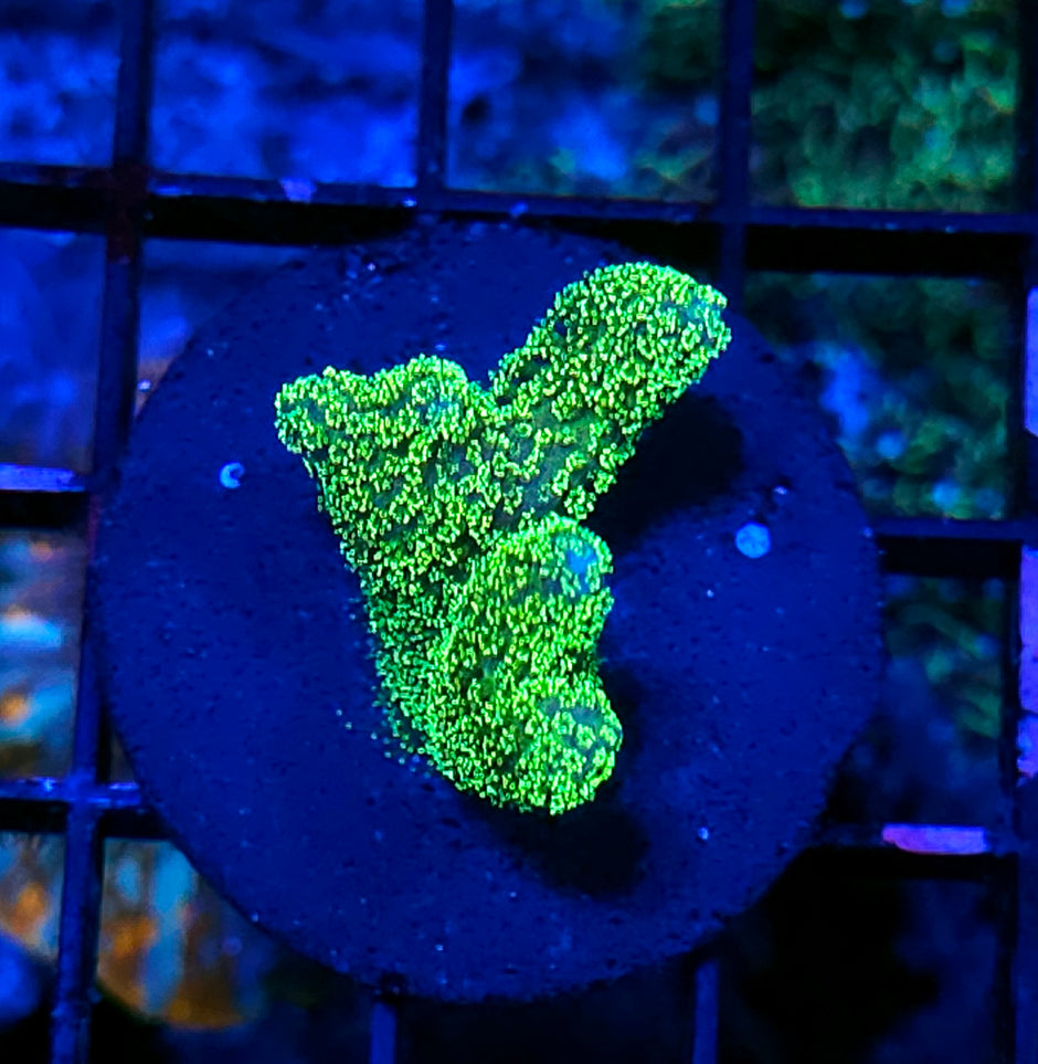 Slime Time Stylophora