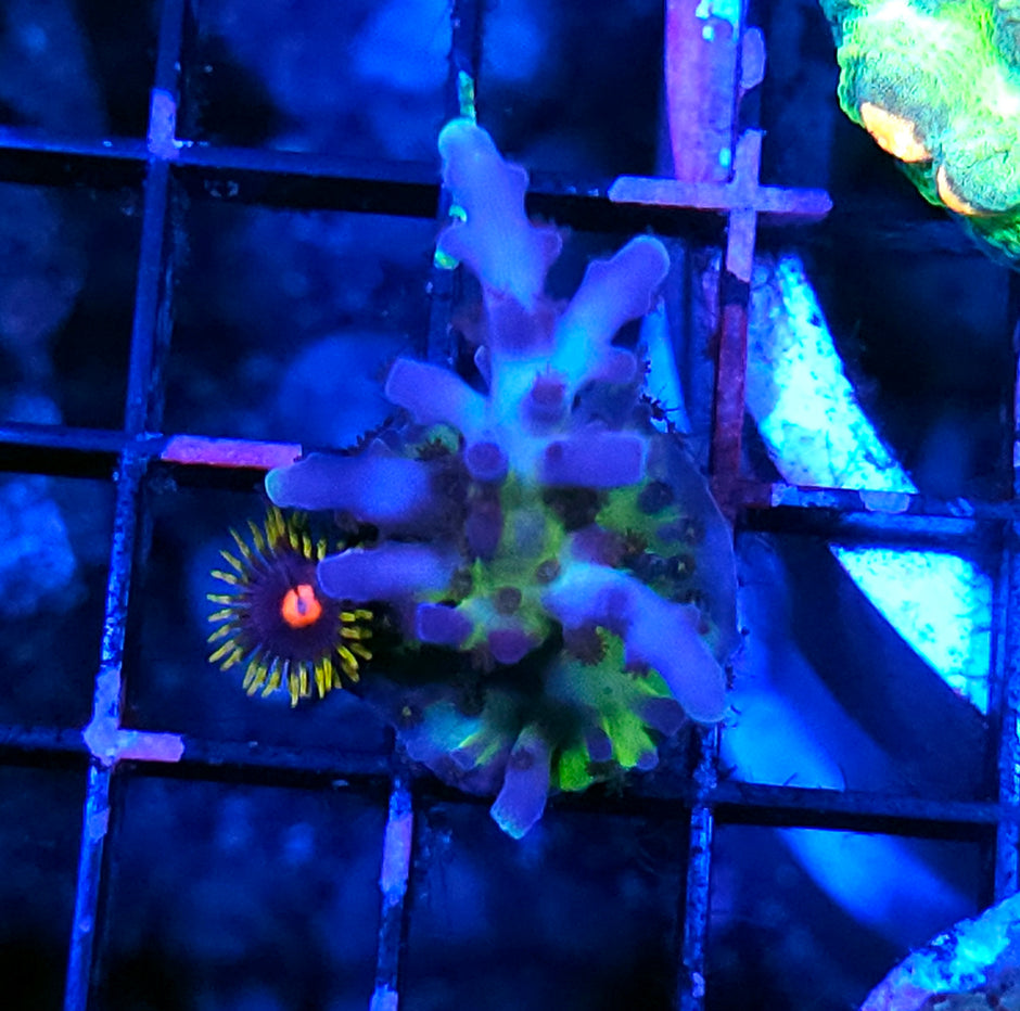Miagi Tort Acropora