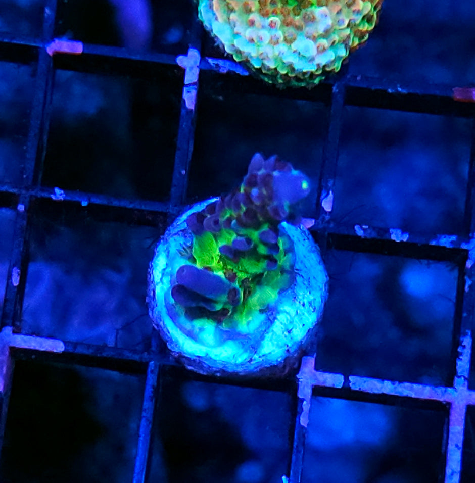 Dreamland Acropora