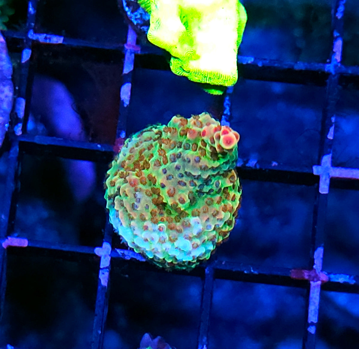 Strawberry Wine 🍷 Acropora