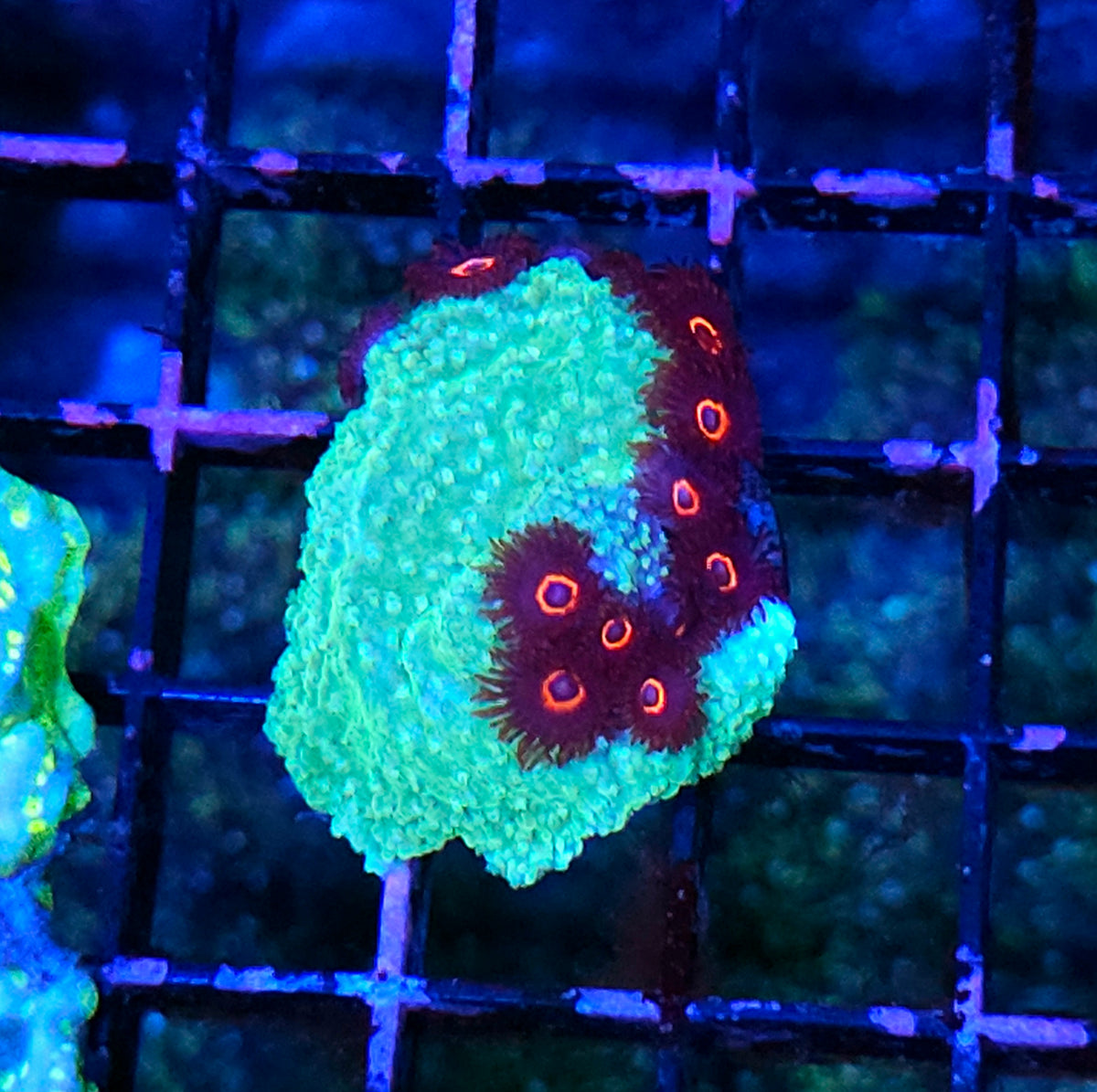 Black Widow Zoas with Green Montipora