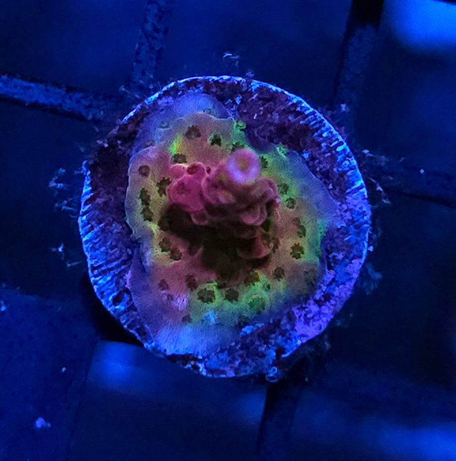 Swirl Graft Acropora