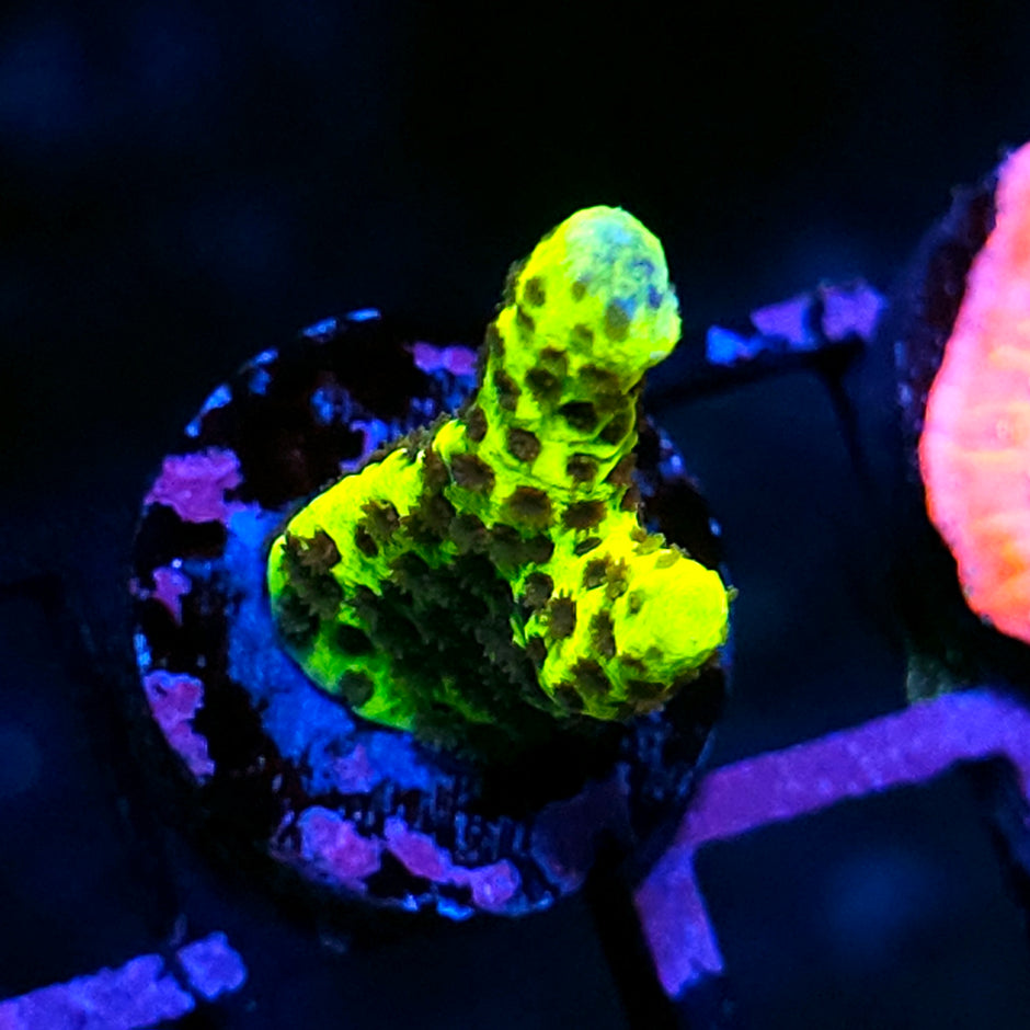 Bioluminescent Anacropora