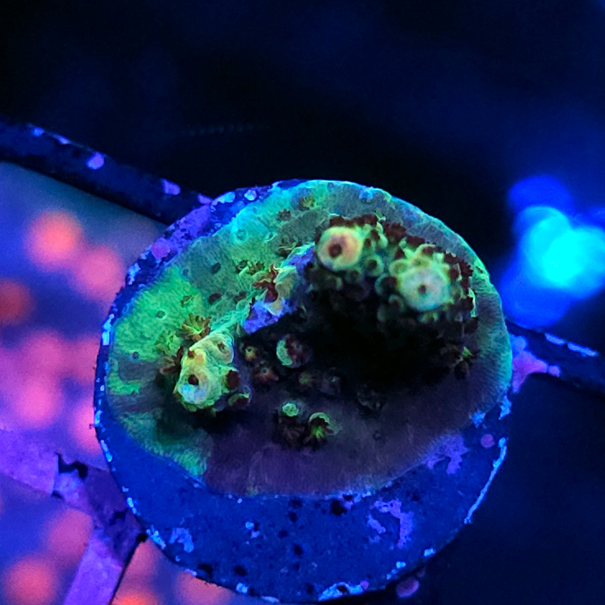 Margaritaville Acropora