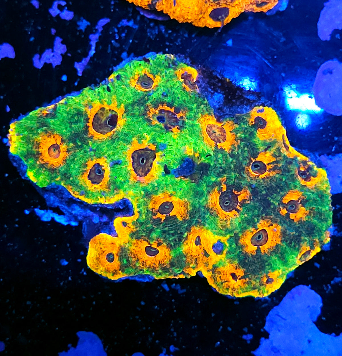Mystic Luminaries Acan Echinata Colony