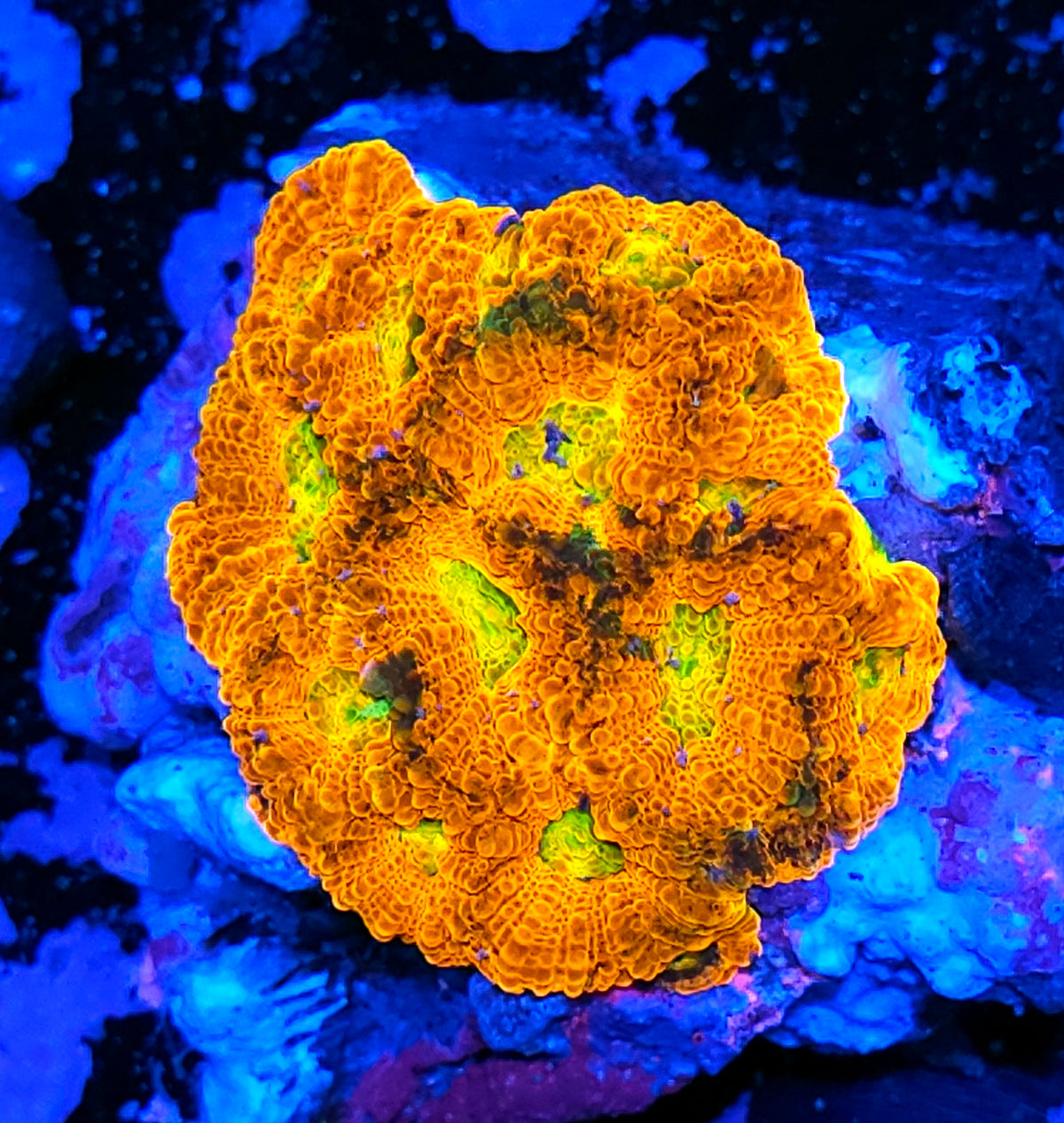 Radioactive Orange Acan Echinata Colony