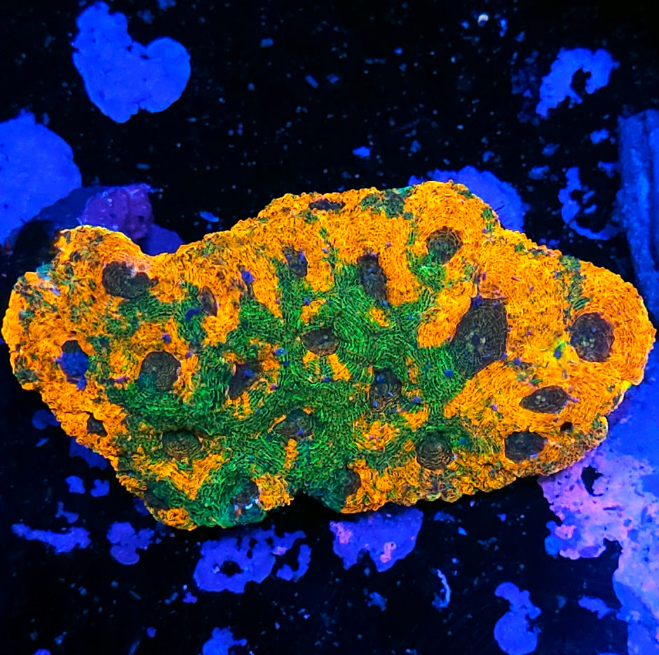 Atomic Forest Acan Echinata Colony