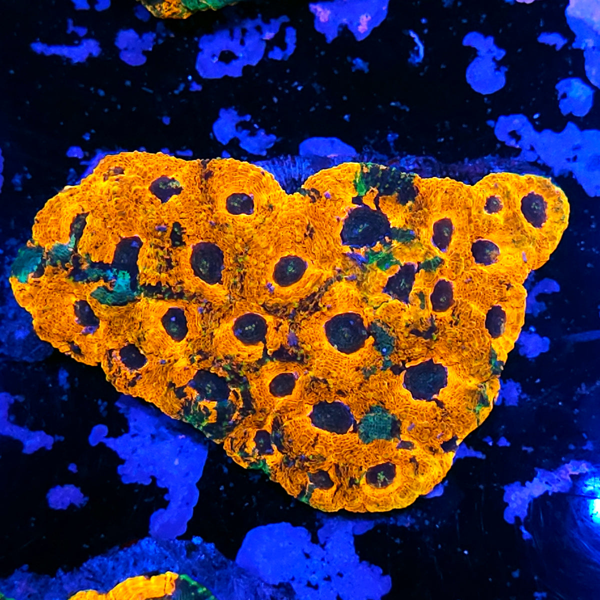Golden Axe Acan Echinata Colony