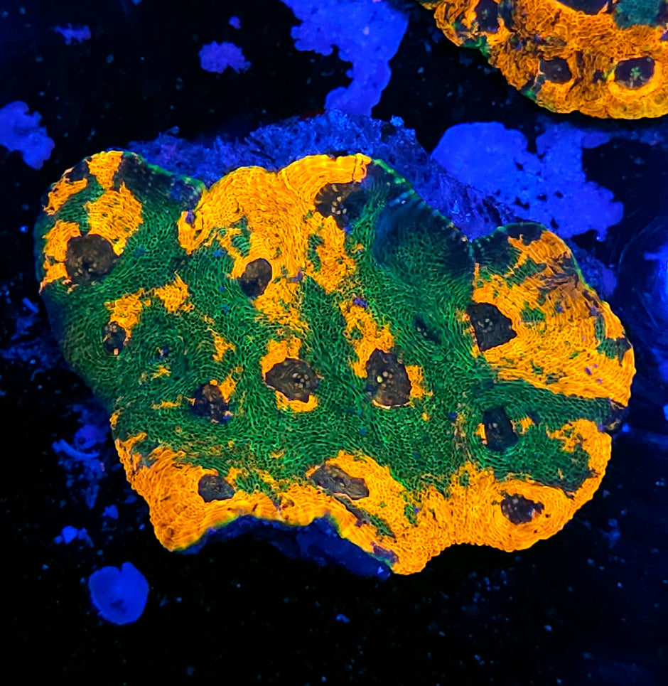 Insanity Acan Echinata Colony