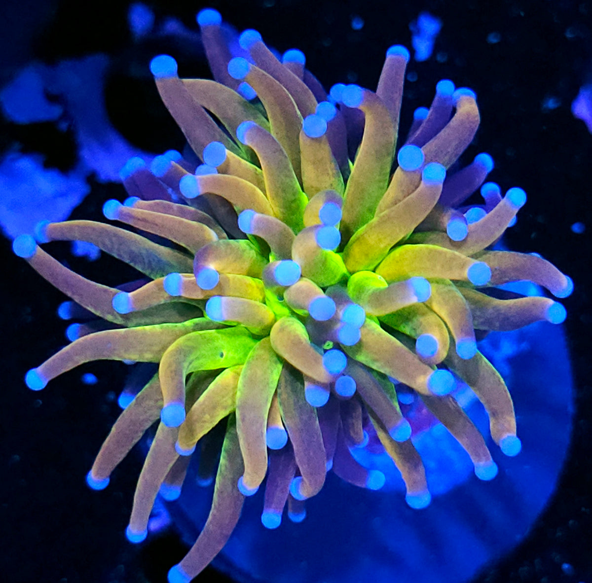 Tigernana Torch