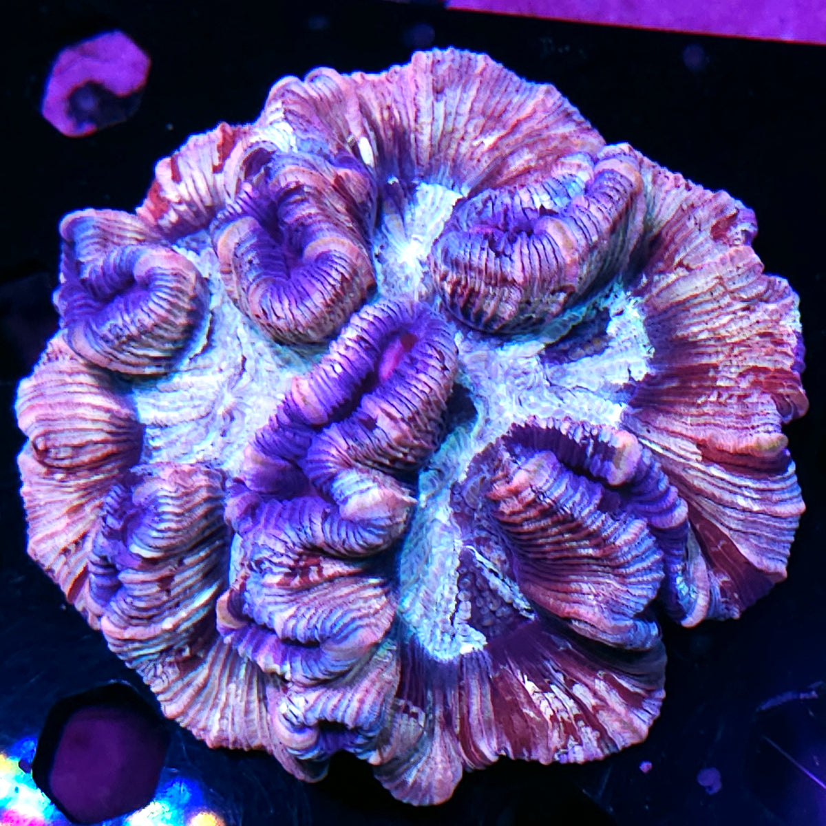 Pink Insanity Rainbow Wellsophyllia