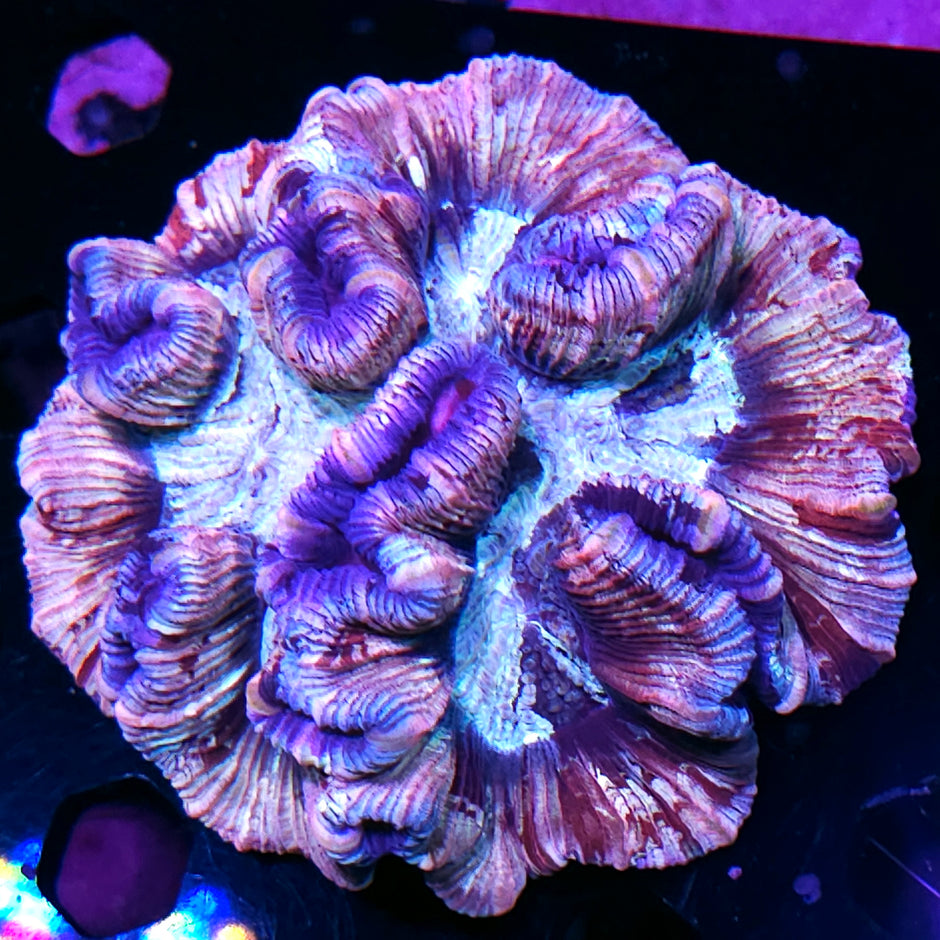 Pink Insanity Rainbow Wellsophyllia
