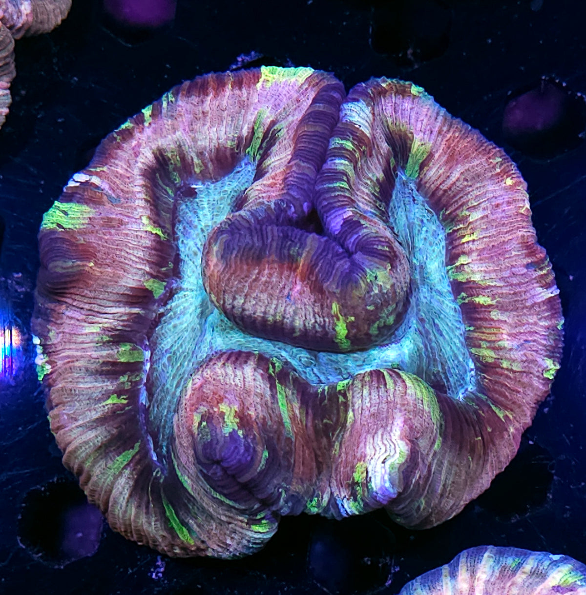 Supreme Rainbow Wellsophyllia
