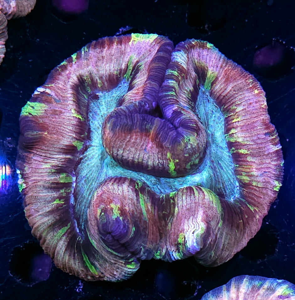 Supreme Rainbow Wellsophyllia