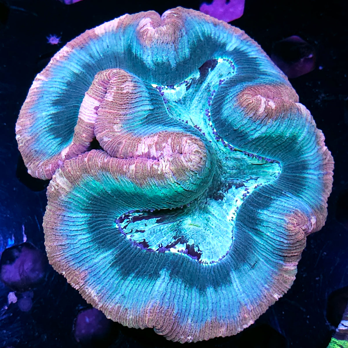 Wowzers Wellsophyllia