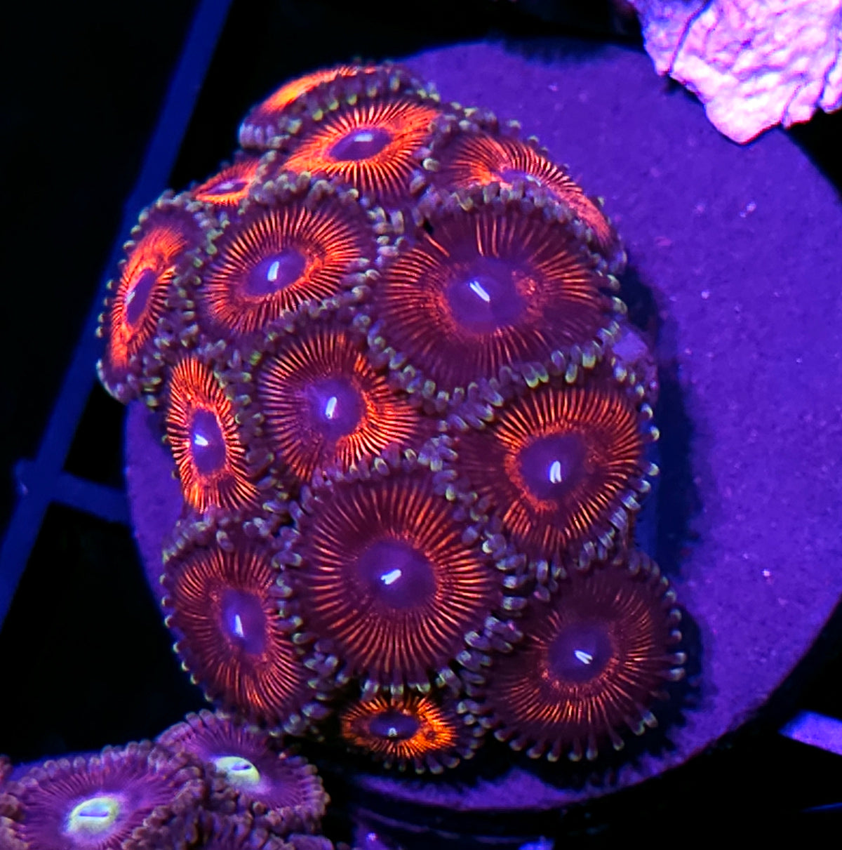 Warlord Zoas