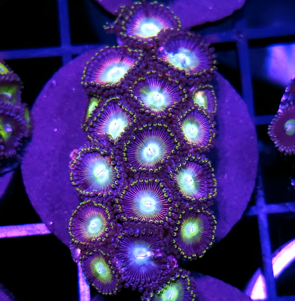 Infinity Zoas