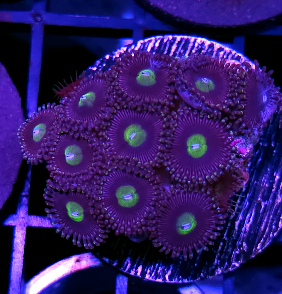 Moon Glow Zoas