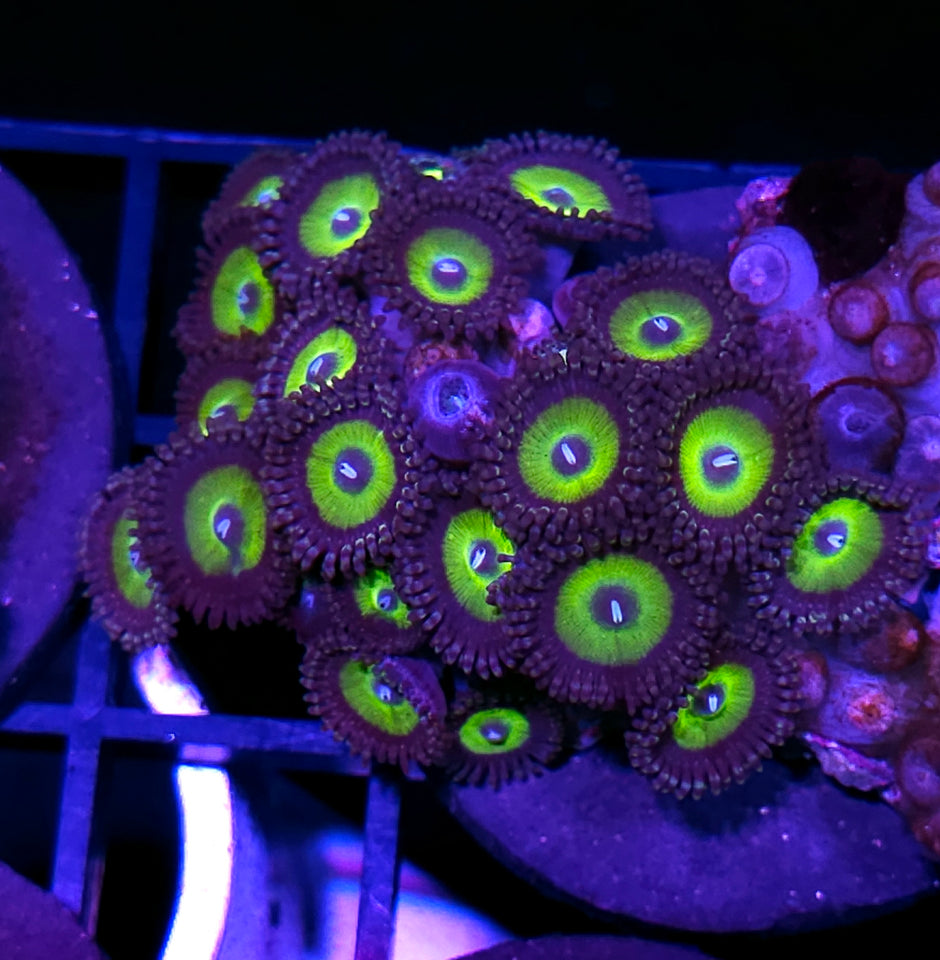 Latin Lover Zoas